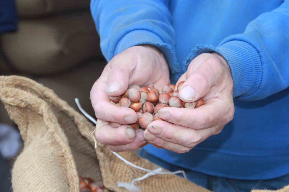 ORDU’DA SERBEST PİYASADA FINDIK 105 LİRAYA ULAŞTI