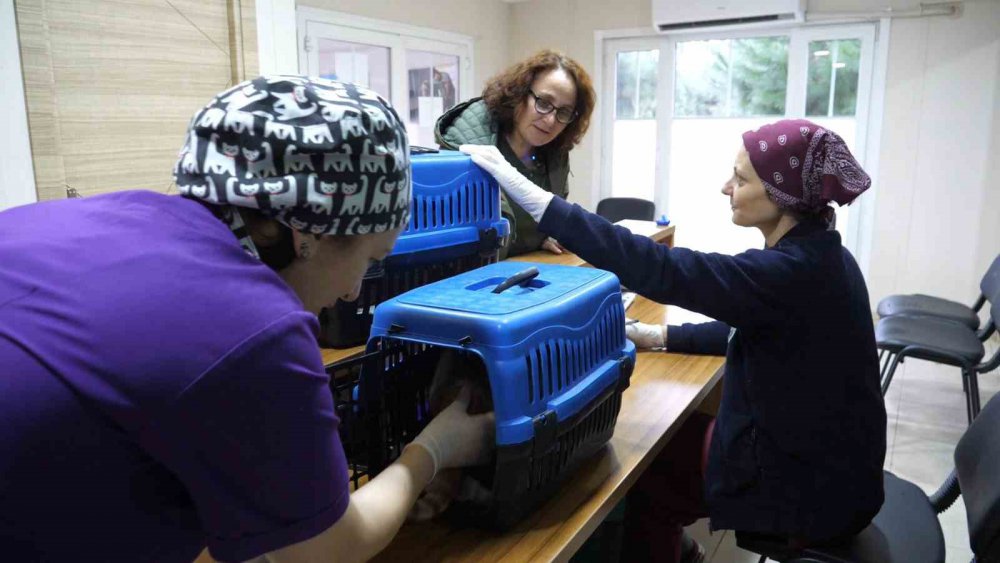 ORTAHİSAR BELEDİYESİ VETERİNER İŞLERİ MÜDÜRÜ LÜTFİ AYDIN, 10 YILDA 14 BİN 692 KÖPEĞE VE 3 BİN 874 KEDİYE MÜDAHALE EDİLDİĞİNİ SÖYLEDİ