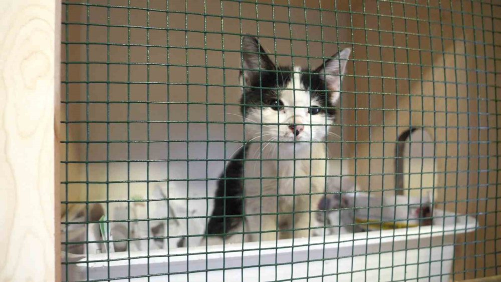 ORTAHİSAR BELEDİYESİ VETERİNER İŞLERİ MÜDÜRÜ LÜTFİ AYDIN, 10 YILDA 14 BİN 692 KÖPEĞE VE 3 BİN 874 KEDİYE MÜDAHALE EDİLDİĞİNİ SÖYLEDİ