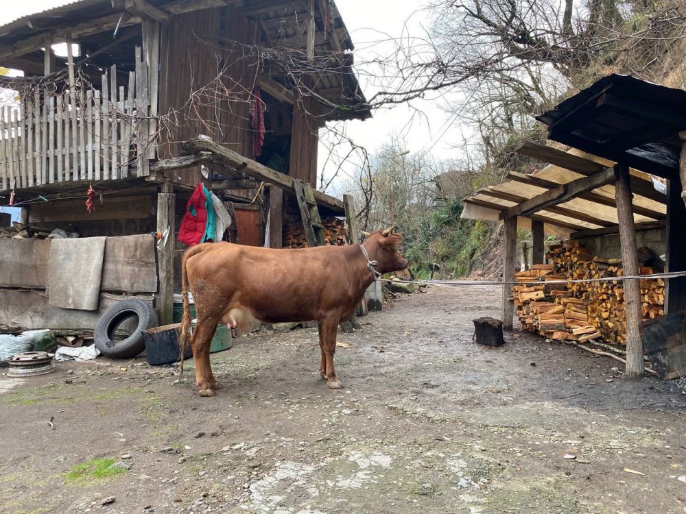 GÜRCÜ KÖYÜ KIRNATİ, ARTVİN'İN BORÇKA İLÇESİ MURATLI KÖYÜNDEN SINIRI GEÇEREK KÖYLERİNE GELDİĞİNİ TAHMİN ETTİKLERİ İNEĞİN SAHİBİNİ ARIYOR