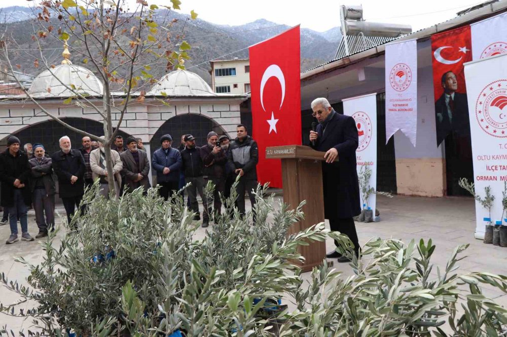 KIŞ ŞEHRİ ERZURUM'UN OLTU İLÇESİNİN AYVALI MAHALLESİNDE 2 BİN 600 ZEYTİN FİDANI MAHALLE SAKİNLERİNE DAĞITILDI