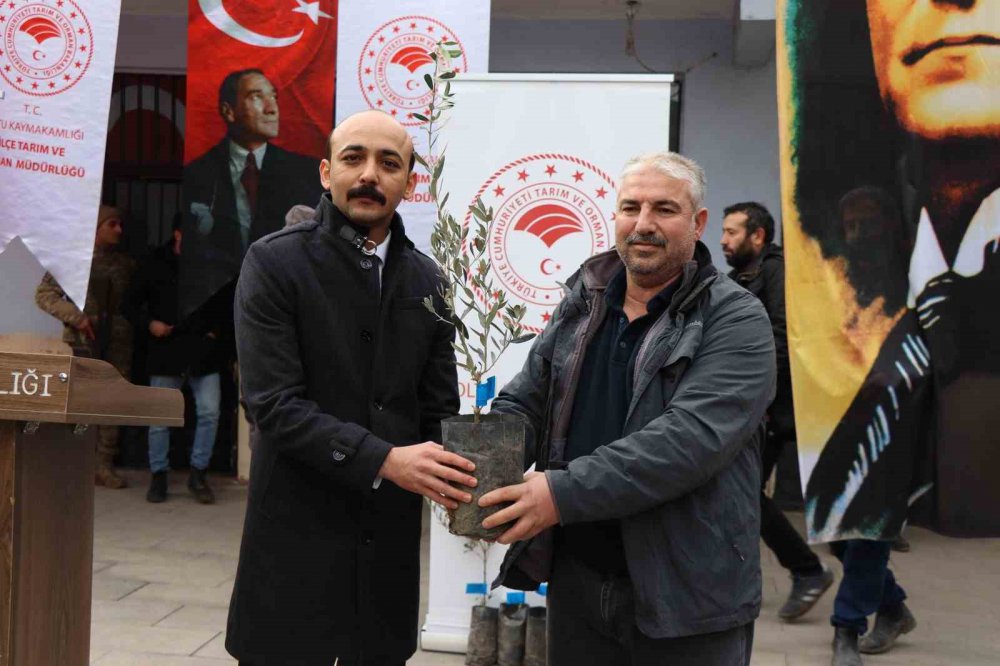 KIŞ ŞEHRİ ERZURUM'UN OLTU İLÇESİNİN AYVALI MAHALLESİNDE 2 BİN 600 ZEYTİN FİDANI MAHALLE SAKİNLERİNE DAĞITILDI