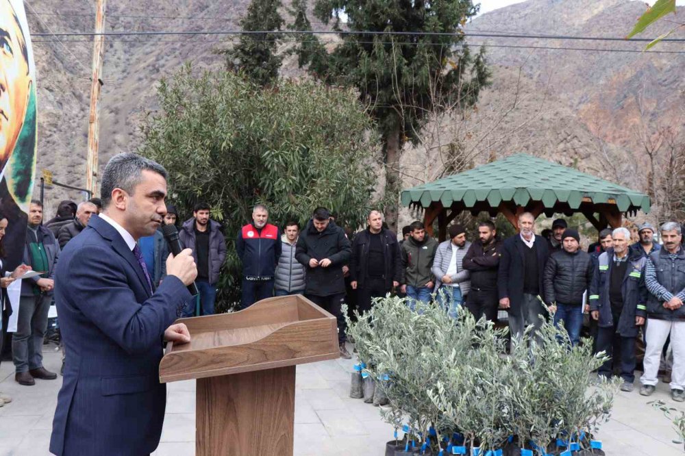 KIŞ ŞEHRİ ERZURUM'UN OLTU İLÇESİNİN AYVALI MAHALLESİNDE 2 BİN 600 ZEYTİN FİDANI MAHALLE SAKİNLERİNE DAĞITILDI