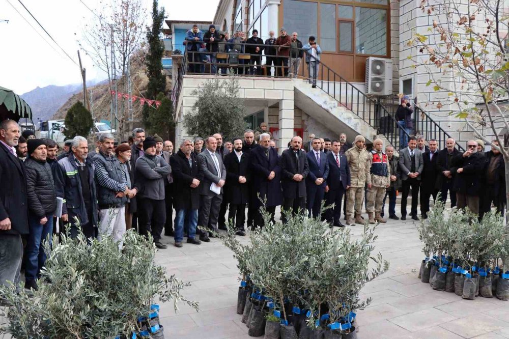 KIŞ ŞEHRİ ERZURUM'UN OLTU İLÇESİNİN AYVALI MAHALLESİNDE 2 BİN 600 ZEYTİN FİDANI MAHALLE SAKİNLERİNE DAĞITILDI