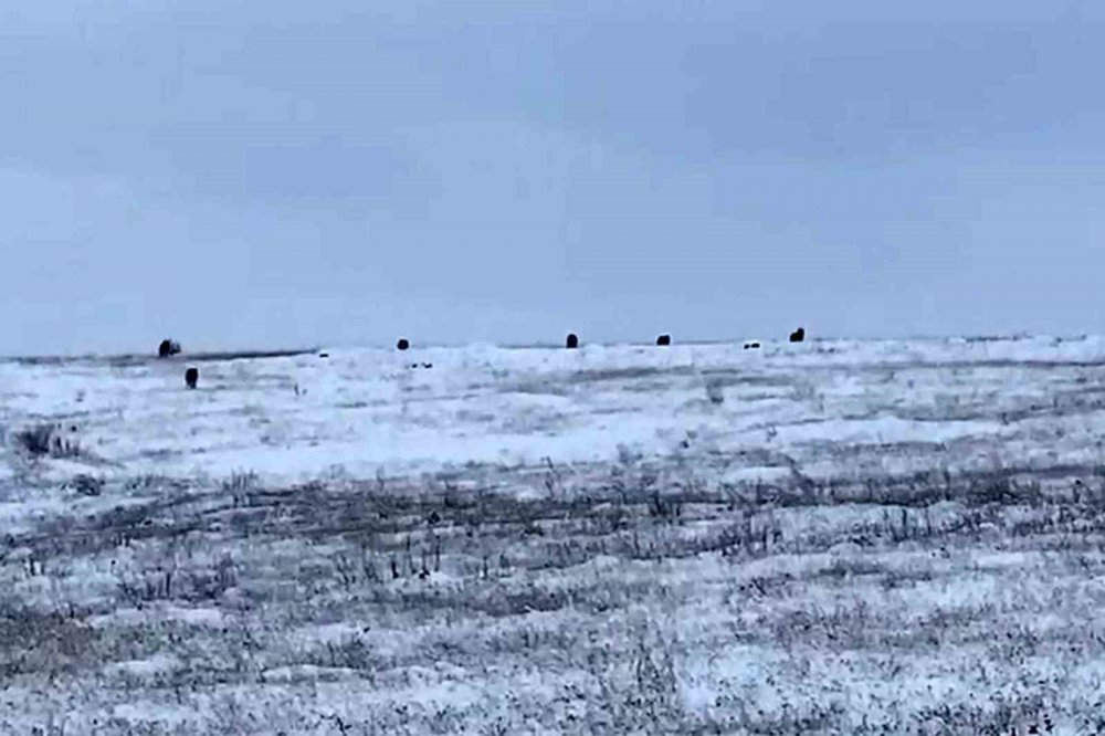 Gümüşhane'de Köye İnen Kurt Sürüsü Korku Ve Paniğe Neden Oldu