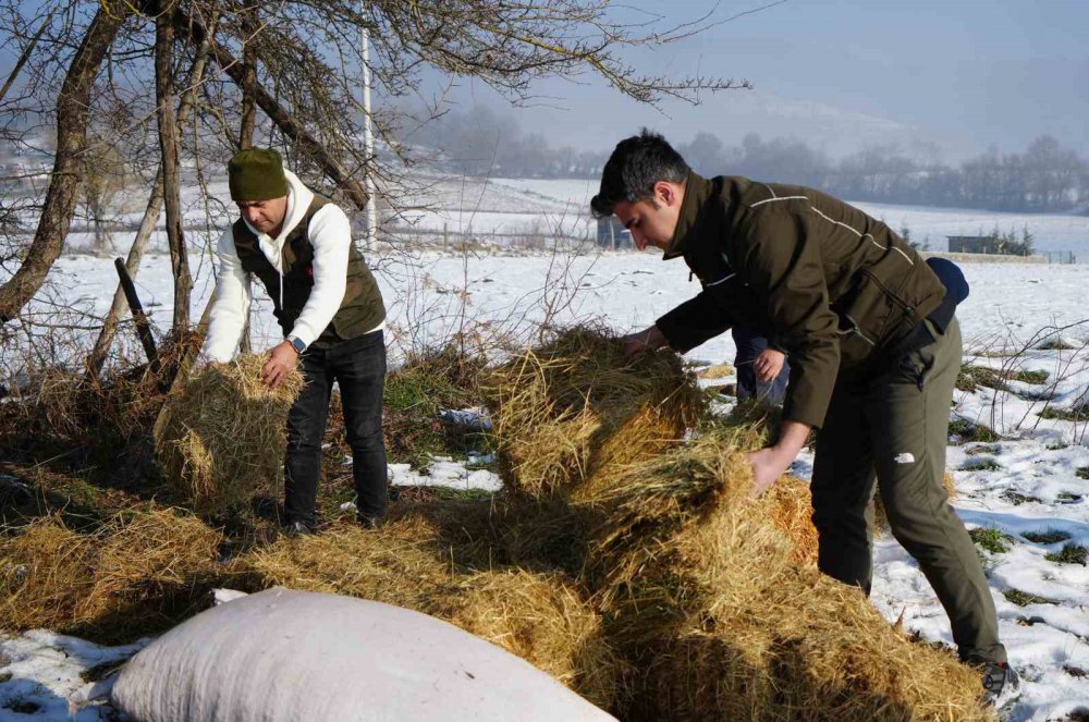 Bolu'da Karla Kaplı Yaylada Yiyecek Bulamayan Yılkı Atları İçin Ekipler Devrede