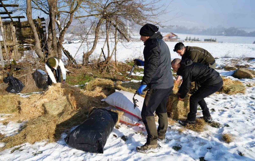 Bolu'da Karla Kaplı Yaylada Yiyecek Bulamayan Yılkı Atları İçin Ekipler Devrede