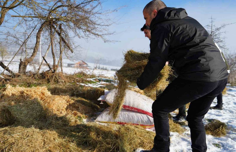 Bolu'da Karla Kaplı Yaylada Yiyecek Bulamayan Yılkı Atları İçin Ekipler Devrede