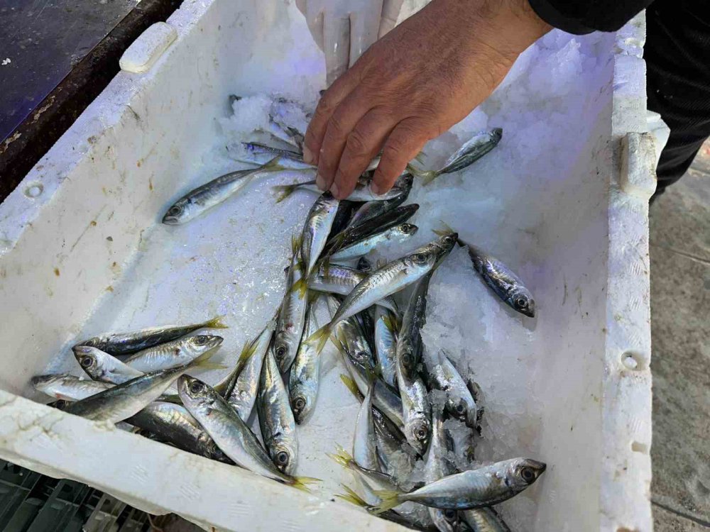 Karadeniz'de Havalar Soğudu, Balığa İlgi Arttı