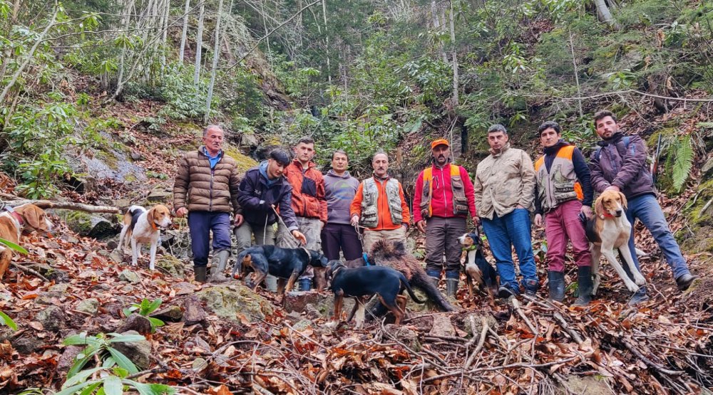 Trabzon Şalpazarlı Avcılar Ayaklandı , Yaşam alanlarına zarar veren domuzları avlamaya çıktılar