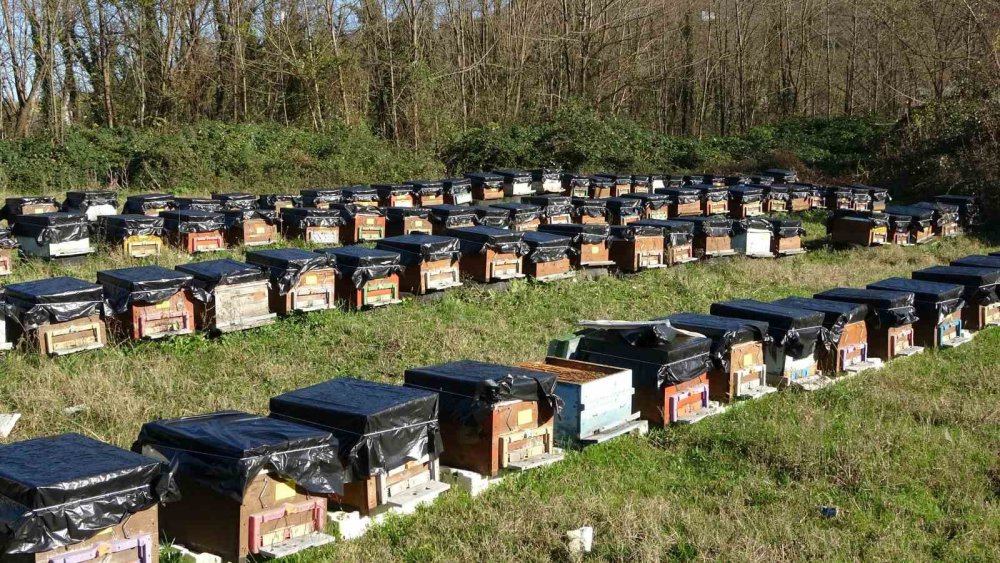 Arıcılıkta korkutan gelişme, Küresel Isınma Arıların Dengesini Bozdu