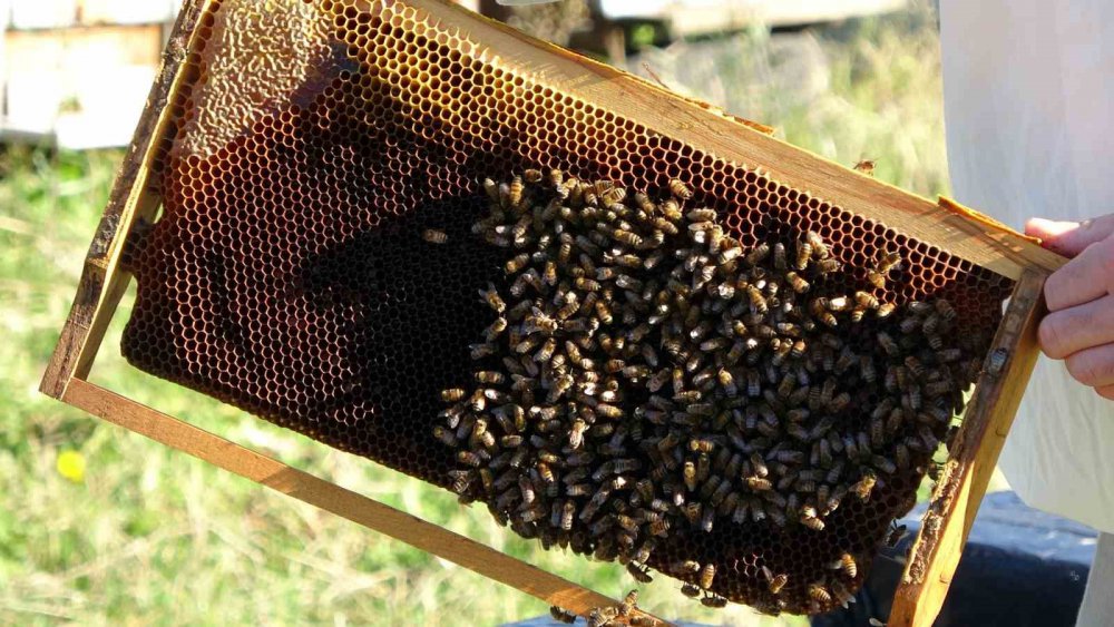 Arıcılıkta korkutan gelişme, Küresel Isınma Arıların Dengesini Bozdu