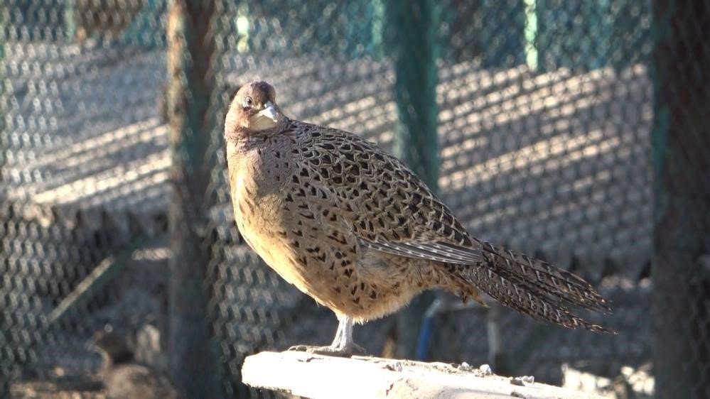 Avcılık Kurallarına Uymayan 102 Avcıya 555 Bin Tl Para Cezası