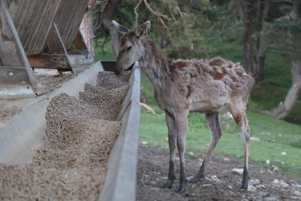 Avcılık Kurallarına Uymayan 102 Avcıya 555 Bin Tl Para Cezası