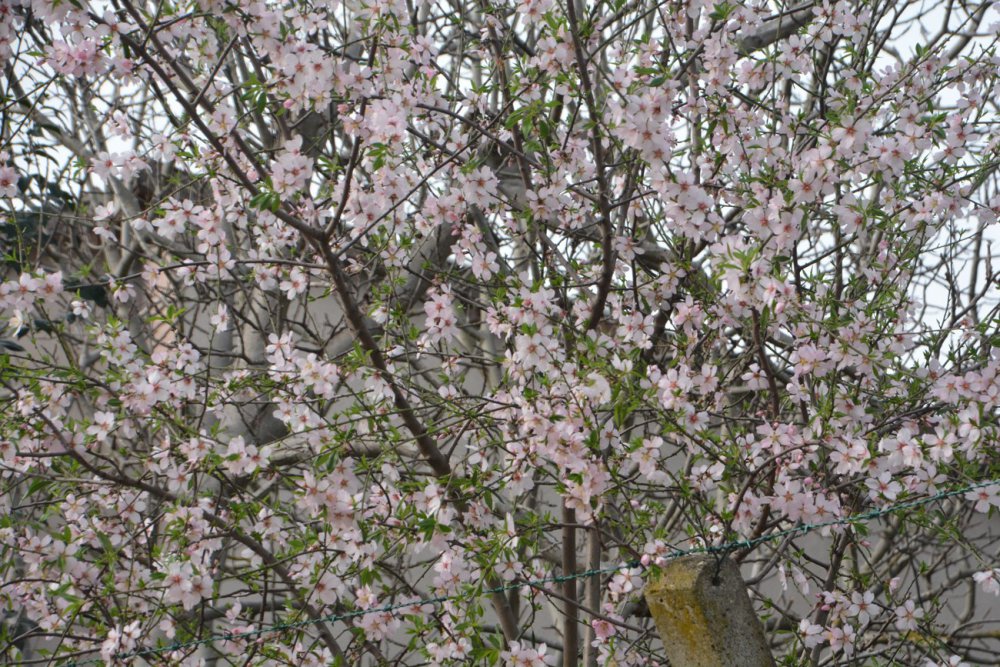 Sinop’ta Şubat Ayında Şeftali Ağacı Çiçek Açtı