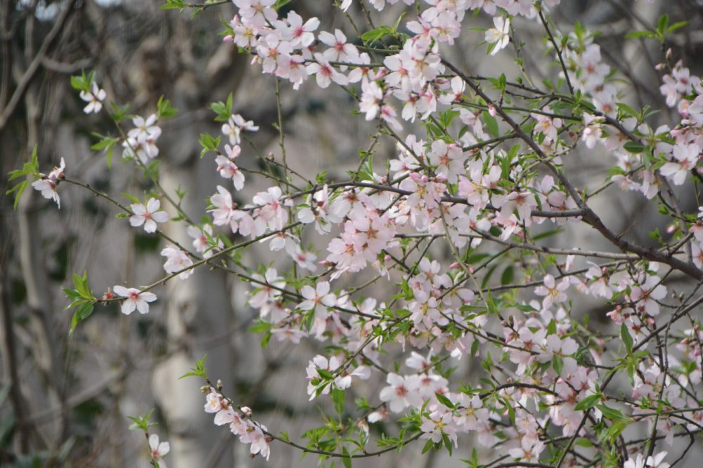 Sinop’ta Şubat Ayında Şeftali Ağacı Çiçek Açtı