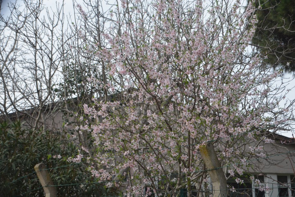 Sinop’ta Şubat Ayında Şeftali Ağacı Çiçek Açtı