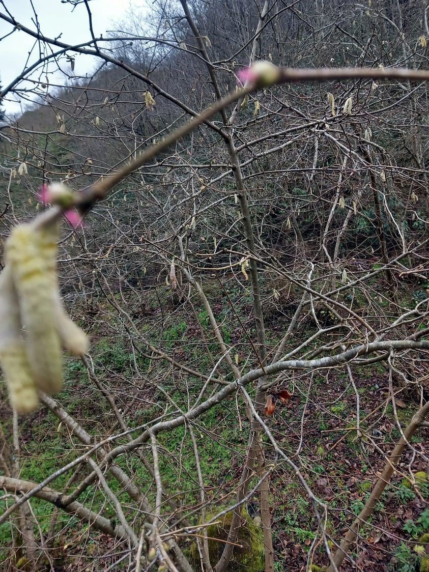 Fındık Üreticisine Sigorta Uyarısında bulunuldu