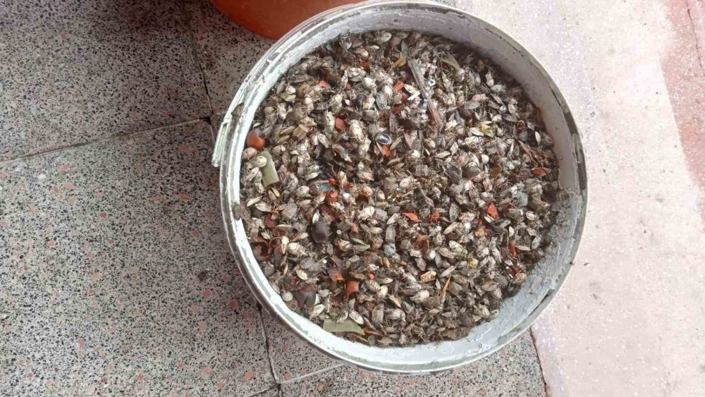 Soydan: “kahverengi Kokarca İle Doğru Zamanda Doğru Mücadele Yapılması Gerekiyor”