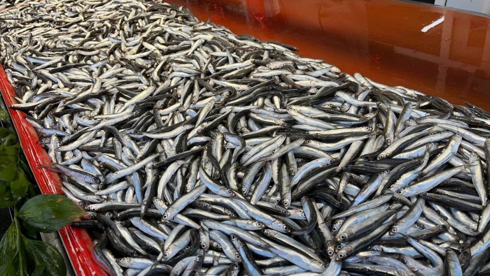 Hamsi Tezgahlardaki Son Günlerini Yaşıyor