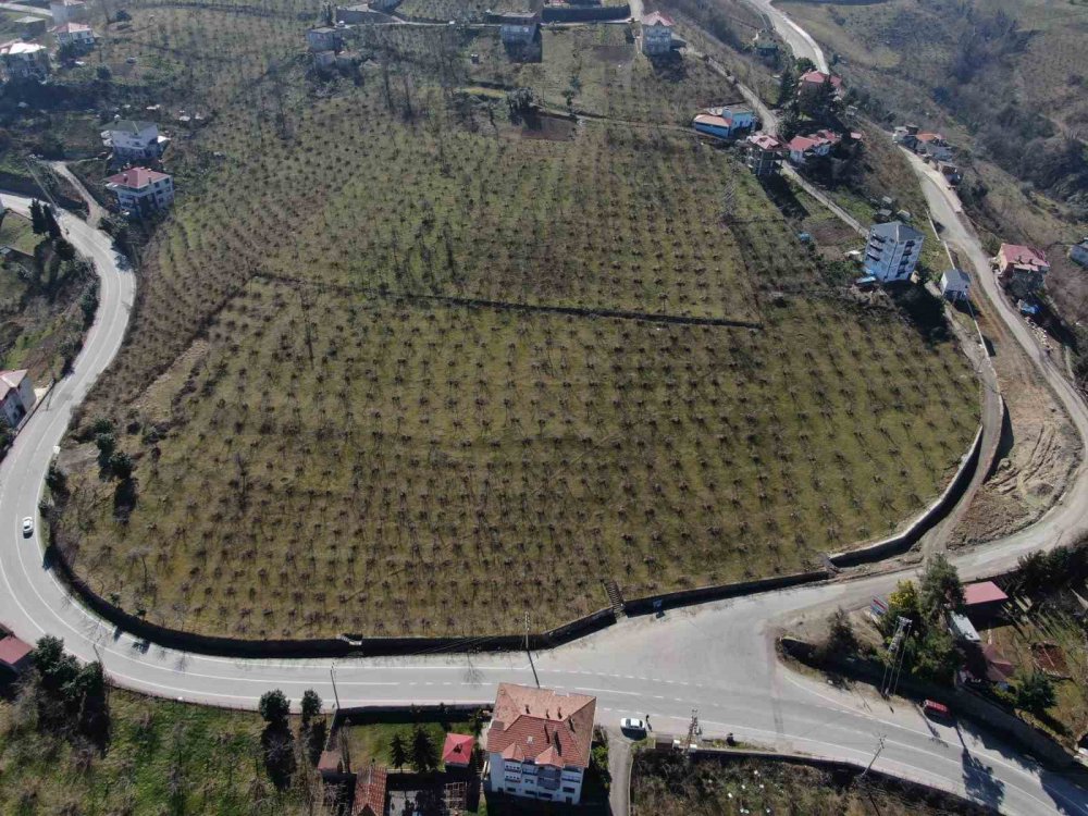 Havaların Sıcak Gitmesi Fındıkta Verim Endişesine Neden Oldu
