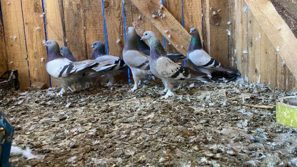 Rize ve Artvin'de Atmacacılığa Taklacı Güvercin Rakip Oluyor