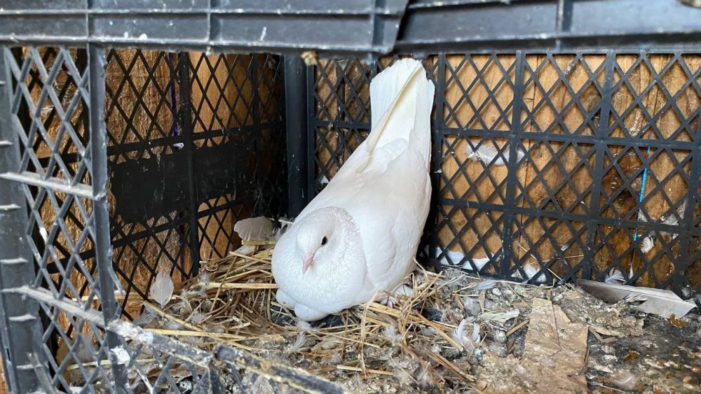 Rize ve Artvin'de Atmacacılığa Taklacı Güvercin Rakip Oluyor