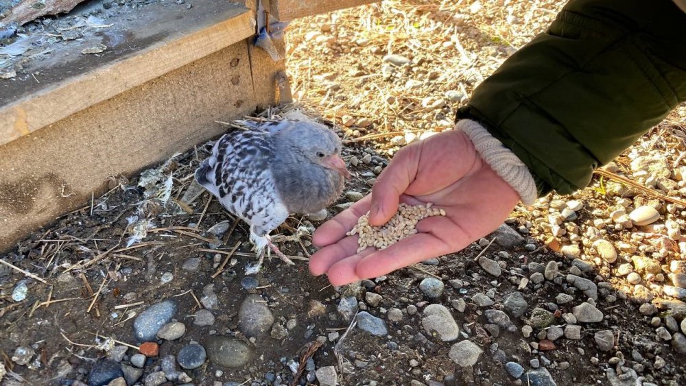 Rize ve Artvin'de Atmacacılığa Taklacı Güvercin Rakip Oluyor