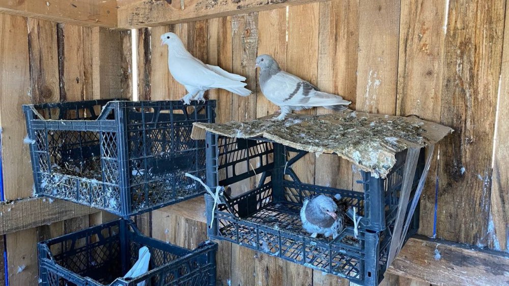 Rize ve Artvin'de Atmacacılığa Taklacı Güvercin Rakip Oluyor