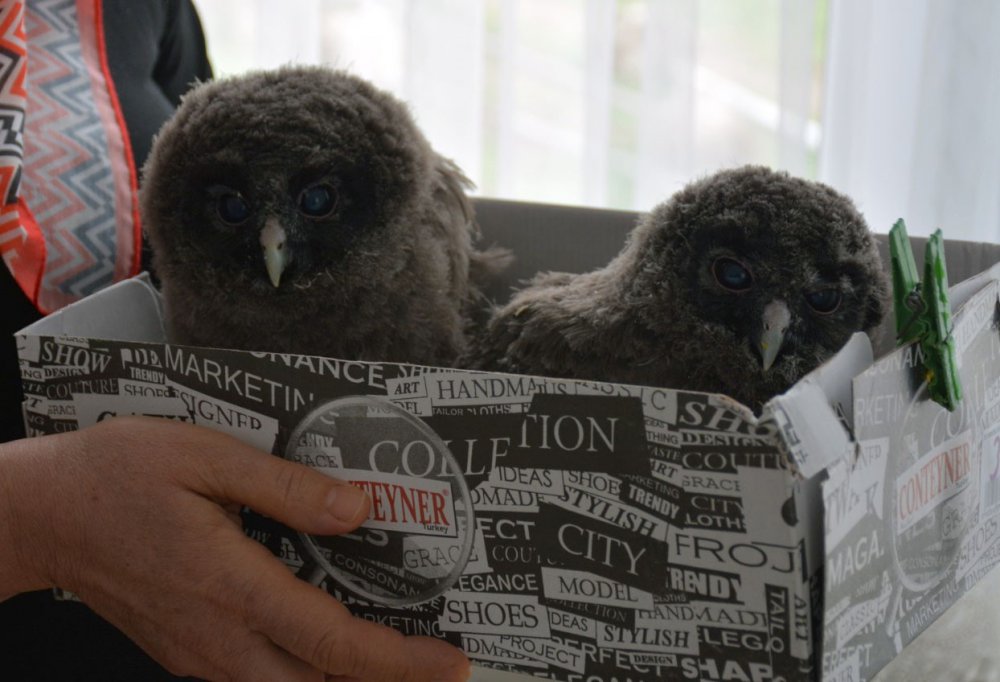 Giresun'da Balkonda Bulduğu Misafir Baykuş Yavrularını Evinde Besliyor