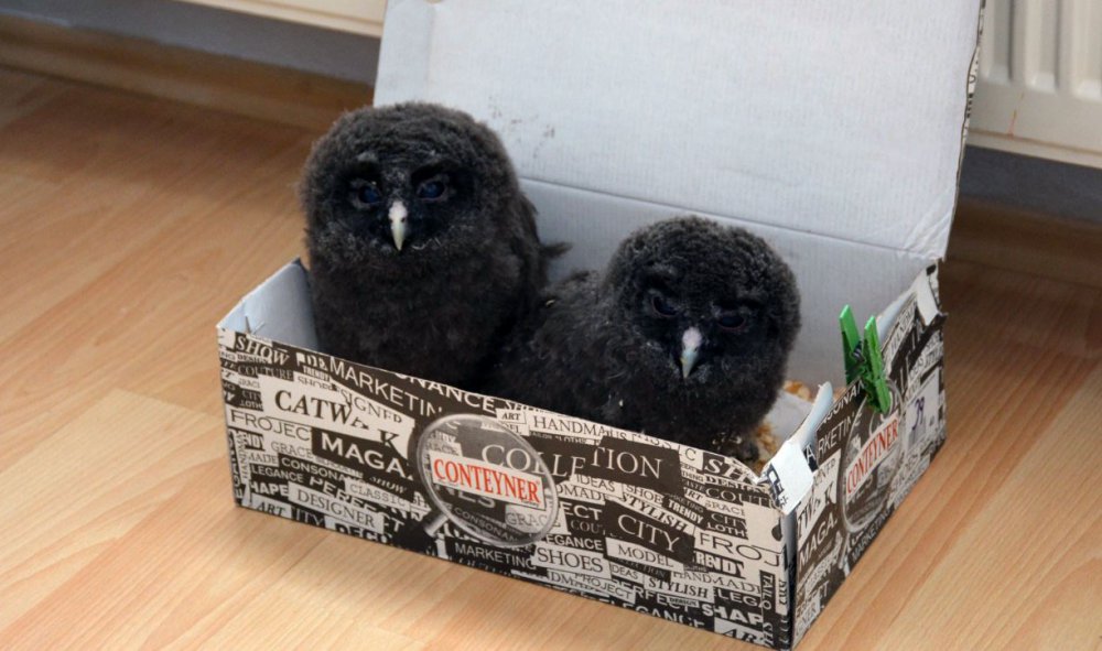 Giresun'da Balkonda Bulduğu Misafir Baykuş Yavrularını Evinde Besliyor