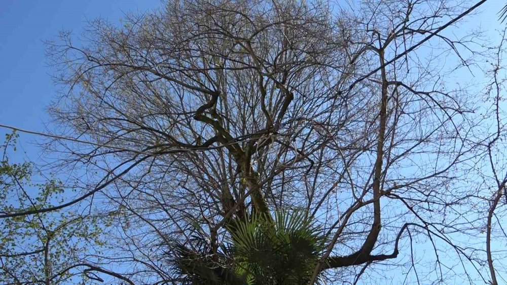 Rize'de İlginç kablo aktarması , Elektrik Direği Gitti, ’elektrik Ağacı’ Geldi