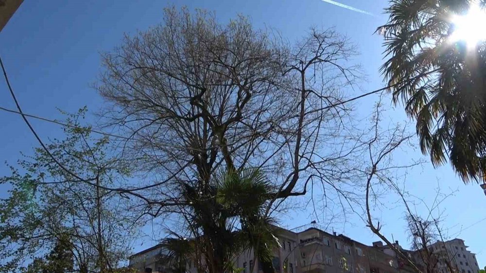 Rize'de İlginç kablo aktarması , Elektrik Direği Gitti, ’elektrik Ağacı’ Geldi