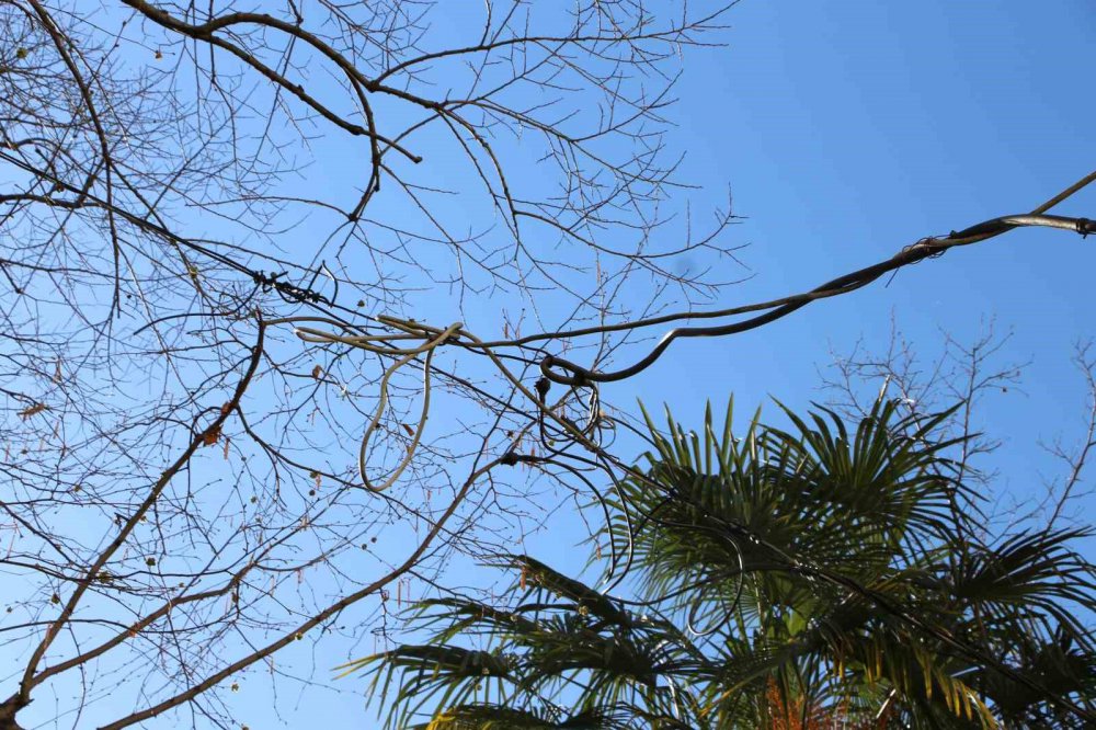 Rize'de İlginç kablo aktarması , Elektrik Direği Gitti, ’elektrik Ağacı’ Geldi