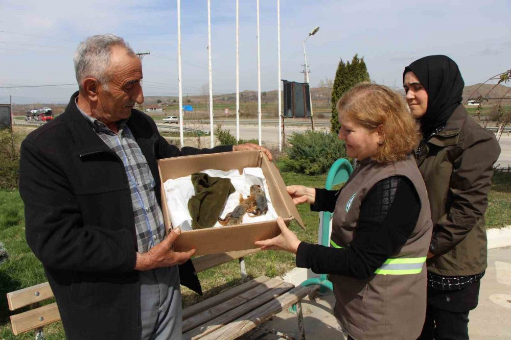 Annesiz Kalan Sincap Yavrularına Özel Bakım