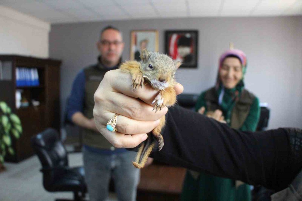 Annesiz Kalan Sincap Yavrularına Özel Bakım