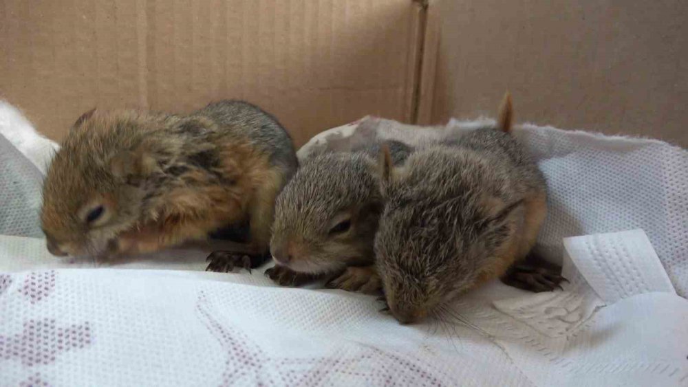 Annesiz Kalan Sincap Yavrularına Özel Bakım