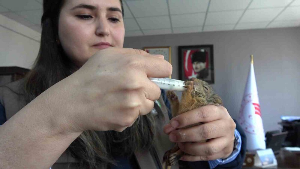 Annesiz Kalan Sincap Yavrularına Özel Bakım