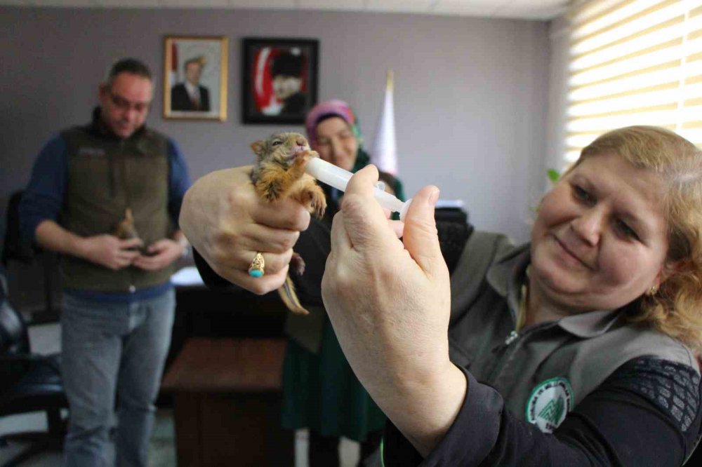 Annesiz Kalan Sincap Yavrularına Özel Bakım