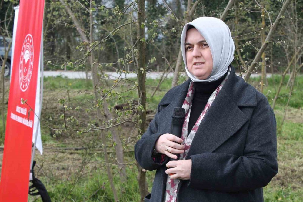Düzce'de Örnek Fındık Bahçeleri Oluşturuluyor