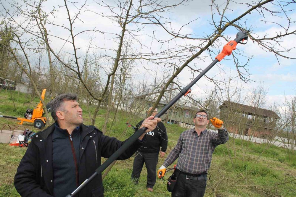 Düzce'de Örnek Fındık Bahçeleri Oluşturuluyor