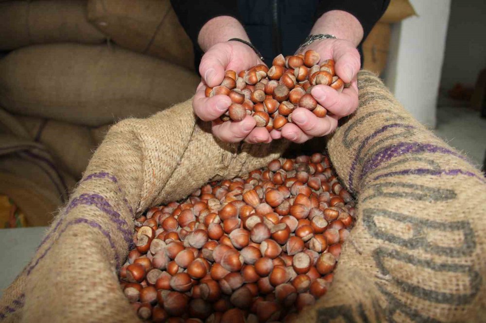 Karanfil Sayımı Dedikoduları Çıktı, Fındık Fiyatları Düştü