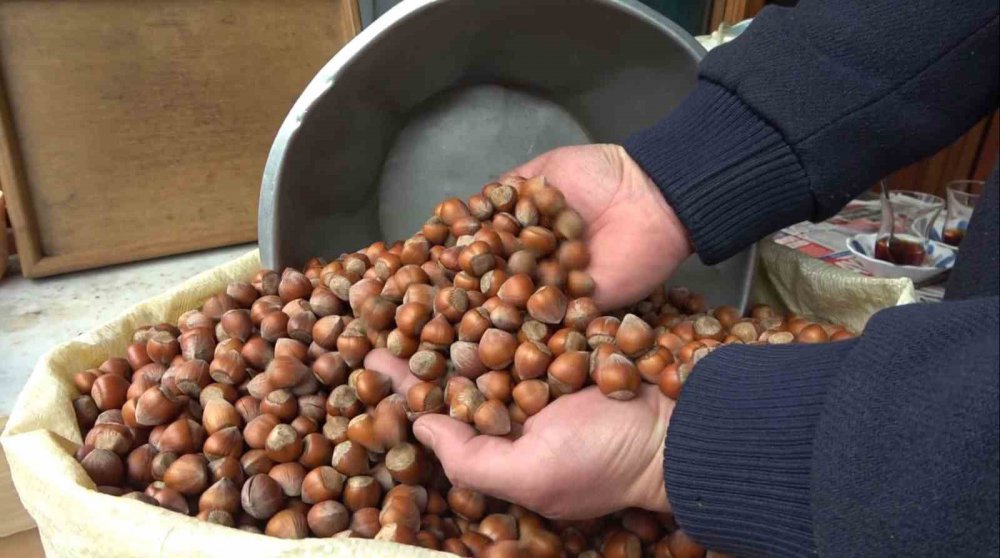 Karanfil Sayımı Dedikoduları Çıktı, Fındık Fiyatları Düştü