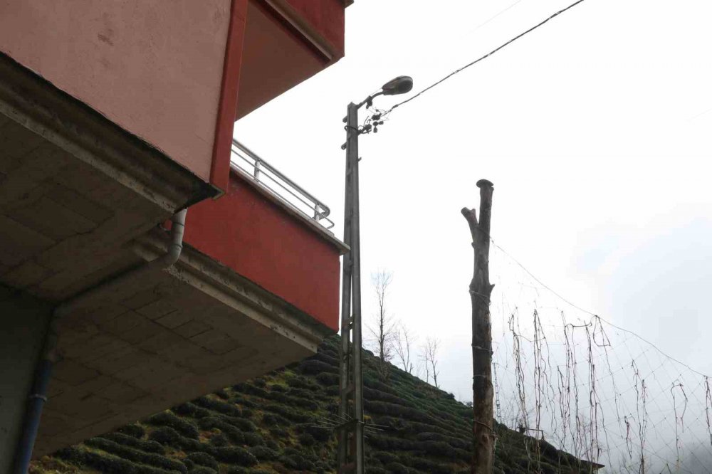 Rize Güneysu Gürgen köyünde ağaca bağlı elektrik kullanan halk tedirgin