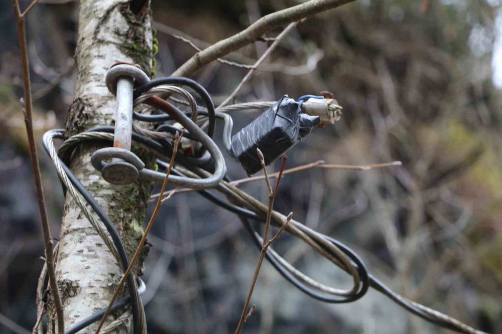 Rize Güneysu Gürgen köyünde ağaca bağlı elektrik kullanan halk tedirgin