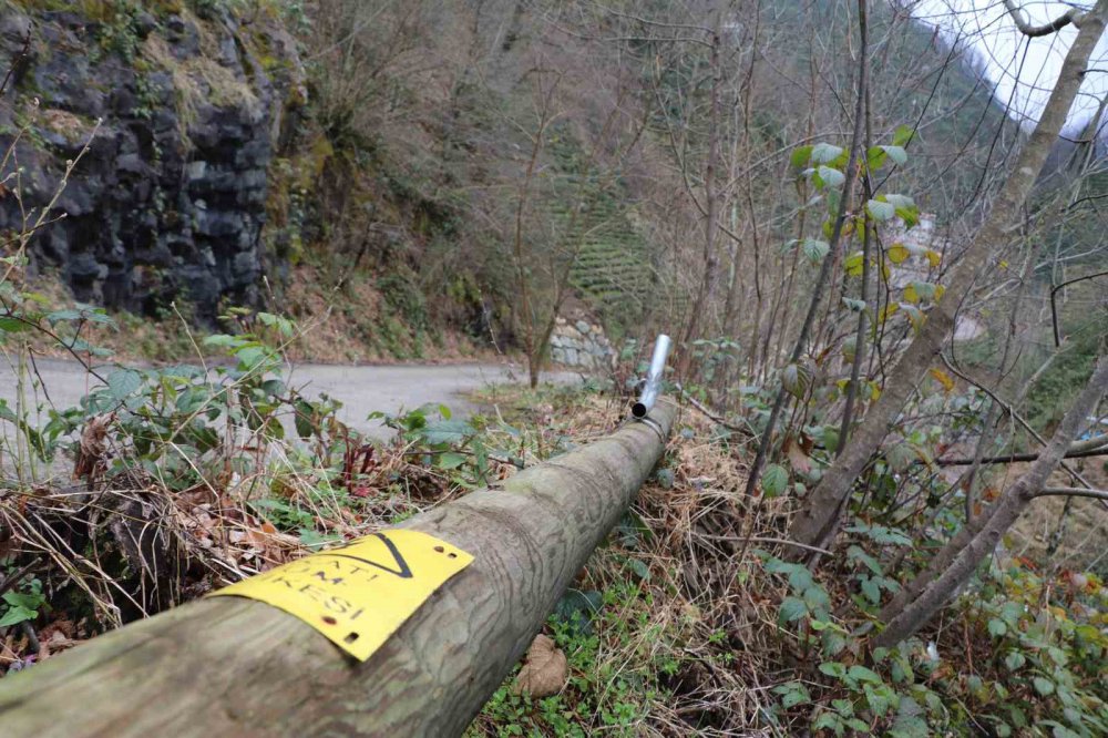 Rize Güneysu Gürgen köyünde ağaca bağlı elektrik kullanan halk tedirgin