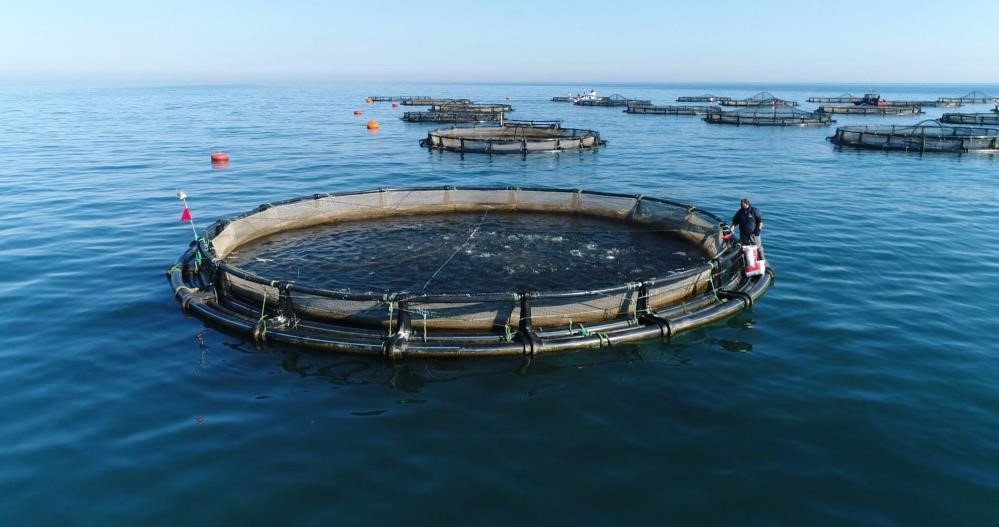 Karadeniz Somonu İhracatına ’göl Somonu’ Darbesi
