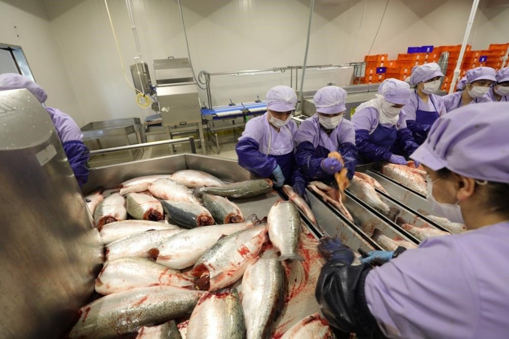 Karadeniz Somonu İhracatına ’göl Somonu’ Darbesi