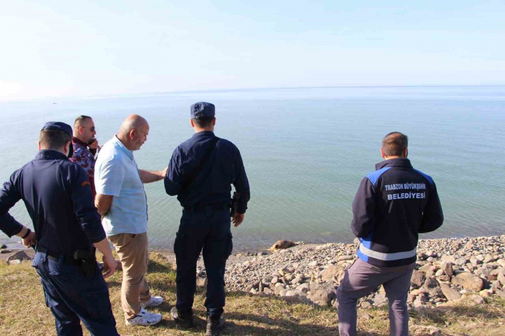 Trabzon'da inek ölüsü sahile vurdu ,Akıllara 4 gün Rize'den Trabzon'a Yüzen inek ferdinand geldi