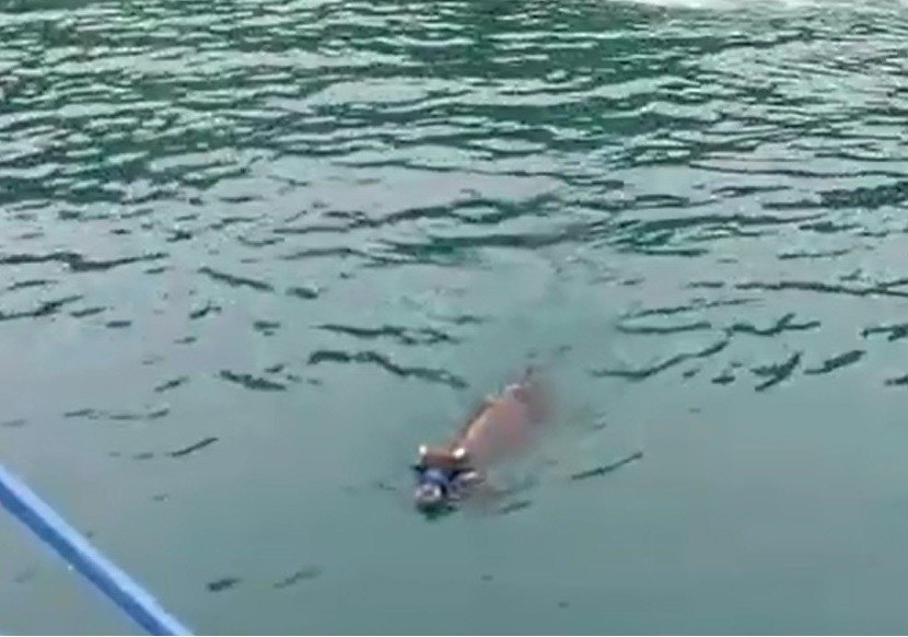 Trabzon'da inek ölüsü sahile vurdu ,Akıllara 4 gün Rize'den Trabzon'a Yüzen inek ferdinand geldi